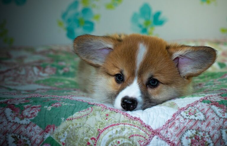 99exch Review – India’s Premier Digital Exchange Platform